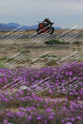 media/Jan-14-2023-SoCal Trackdays (Sat) [[497694156f]]/Turn 14 Exit Bloomig (145pm)/